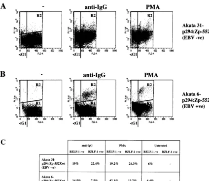 FIG. 6. Protection from apoptosis is EBV dependent. (A and B) Akata 31-p294:Zp-552Xwt (EBV �(EBVFlow cytometry was then performed essentially as described in the legend to Fig