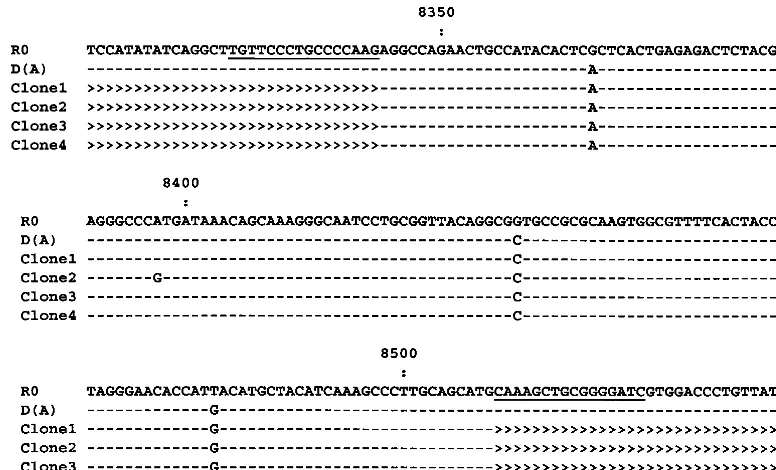 FIG. 4. Nucleotide sequence alignment of the NS5 fragments of HCV recovered from the recipient prior to transfusion (R0) and donor A[D(A)], and ampliﬁed from a follow-up serum sample with primers speciﬁc for type 2b sequences (Fig
