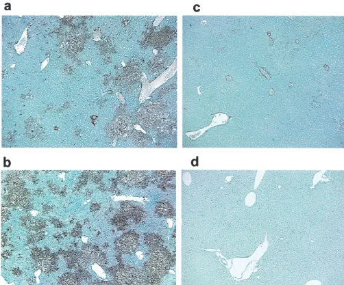 FIG. 4. Immunohistochemistry of liver sections of C57BL/6 mice infected with the recombinant viruses SA59R13 (a), Penn98-1 (b), and S4R21(c) and a mock-infected mouse (d)