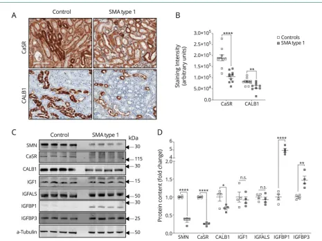 Figure 4 Increased IGFBPs in kidney from SMA participants