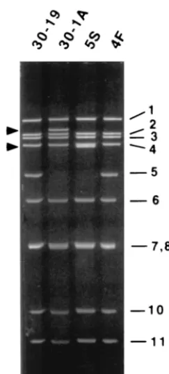 FIG. 1. Genome segments of wild-type viruses 30-19 and 4F andvariants 30-1A and 5S. RNAs were recovered from the viruses by