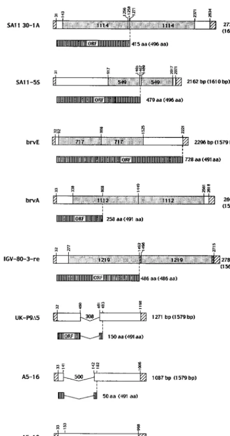 TABLE 1. Plaque sizes of wild-type SA11 rotavirus and SA11variants encoding C-truncated NSP1