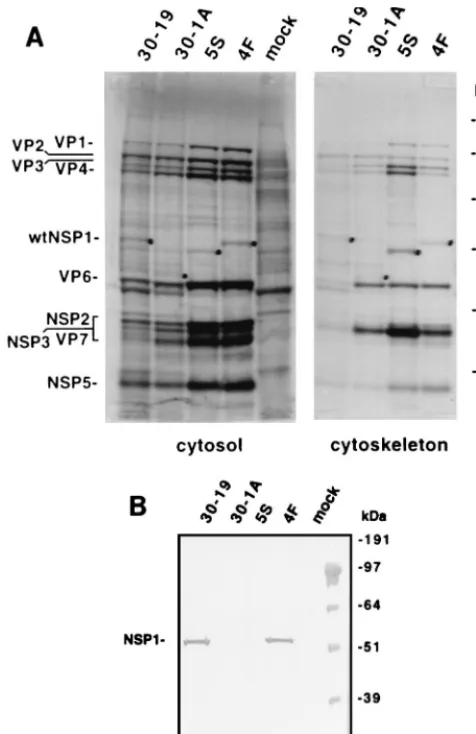 FIG. 5. Expression of truncated NSP1 in cells infected with thevariants 30-1A and 5S and wild-type viruses 30-19 and 4F