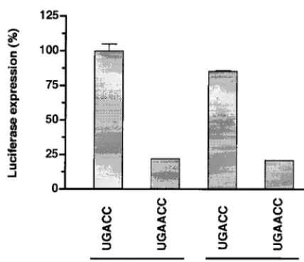 FIG. 9. Effect of the UGACC3expression in infected cells. The chimeric reporter RNAs g6-Fluc-UGACC and -UGAACC and glo/g6-Fluc-UGACC and -UGAACCwere separately cotransfected with nv-Rluc into SA11-infected MA104cells at 1 h p.i