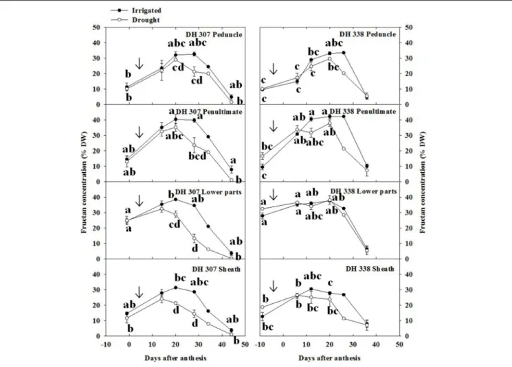FIGURE 4 | Fructan concentration in different segments in DH 307 and DH 338 under drought (open circles) and irrigated conditions (closed circles) in the field