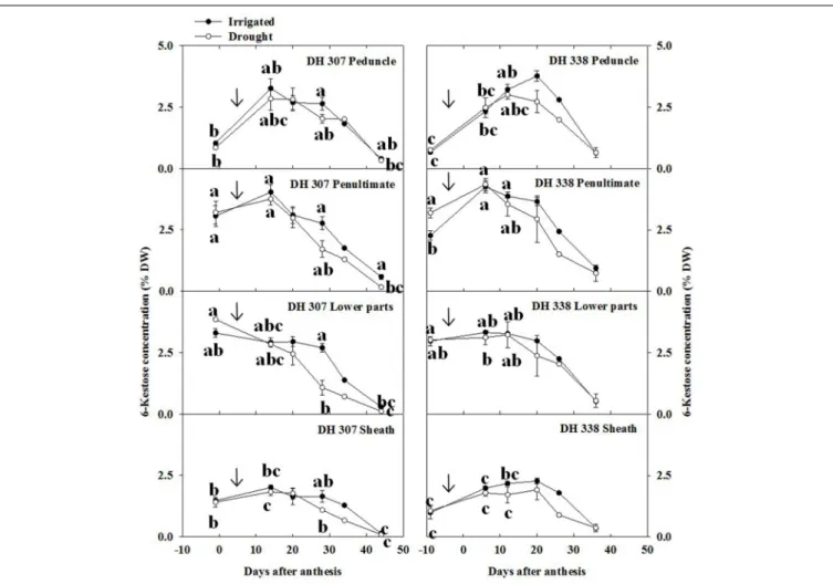 FIGURE 5 | 6-Kestose concentration in different stem segments in DH 307 and DH 338 under drought (open circles) and irrigated conditions (closed circles) in the field