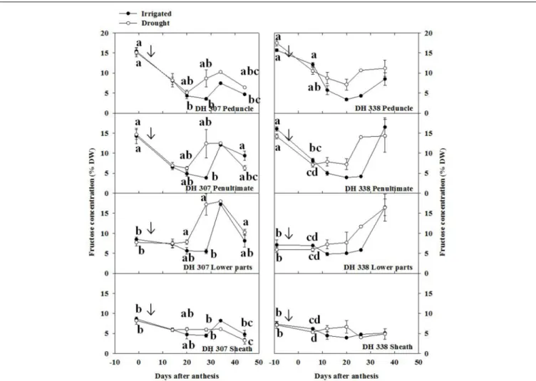 FIGURE 6 | Fructose concentration in different stem segments in DH 307 and DH 338 under drought (open circles) and irrigated conditions (closed circles) in the field