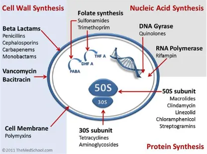 Table 2.Classification of antibiotics based on mechanism 