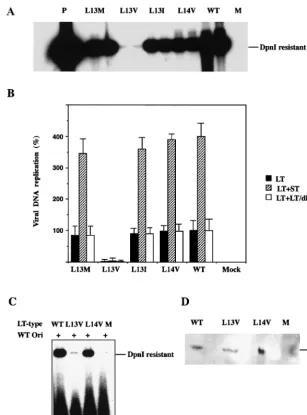 FIG. 2. Activity of wild-type (WT) and mutant large T antigen in viral DNA replication