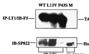 FIG. 4. Complex formation of wild-type and mutant large T anti-gen with pRb. Cultures of NIH 3T3 cells were transfected, using