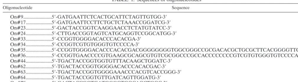 TABLE 1. Sequences of oligonucleotides