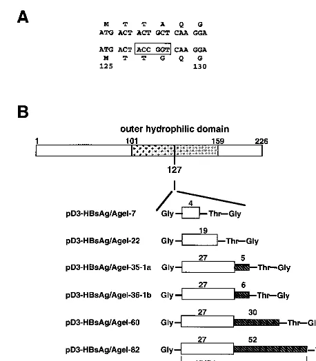 FIG. 1. Illustration of the strategy used to insert the HCV HVR1peptide into the hydrophilic loop of HBsAg-S
