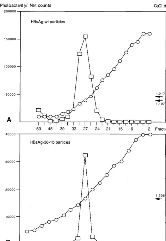 FIG. 4. Equilibrium density gradient analysis of HBsAg VLPs isolated from cell culture ﬂuid