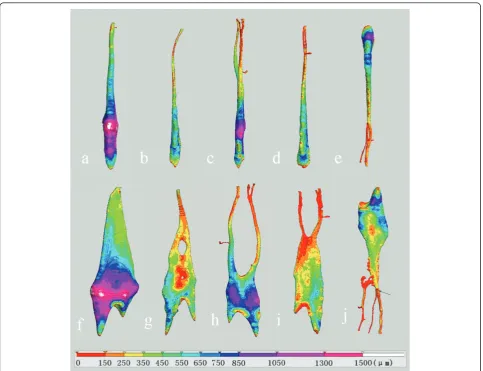 Figure 2 3-D color-coded image shows the canal diameter distribution of prepreparation canalsexpressed in