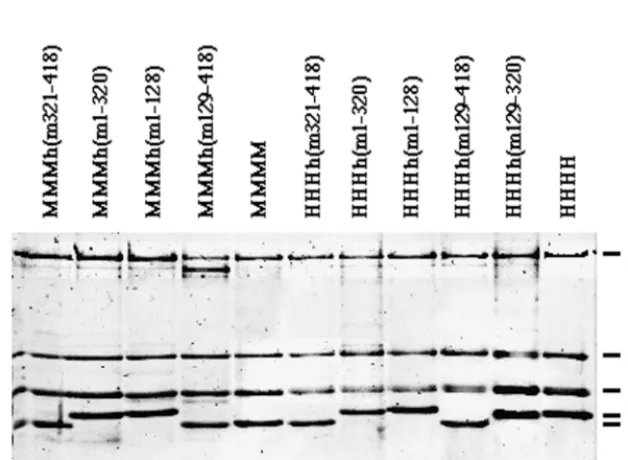FIG. 1. Construction of chimeric human-murine p48 subunits. Chimeric p48s containing human and murine sequences were named accordingto their murine amino acids