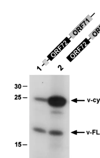 FIG. 6. Expression of Renillamean values of normalized, relative luciferase activity (see the legendfected with RNA transcribed in vitro from bicistronic RP constructs.RNA was transcribed in vitro as described in Materials and Methodsand introduced into 29