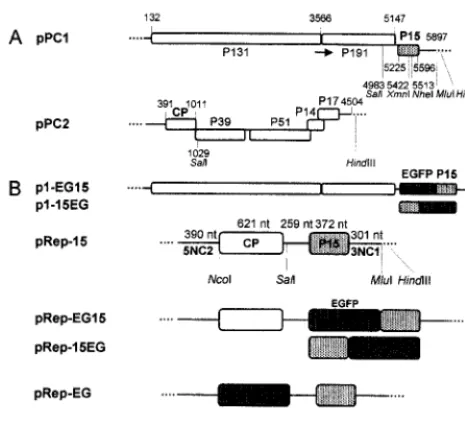 FIG. 1. Schematic representation of plasmids pPC1 and pPC2 andderived plasmids. (A) pPC1 and pPC2, from which T1 and T2 are