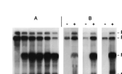 TABLE 2. Amounts of positive- and negative-strand RNA-1 andRNA-2 relative to the wild-type RNAs detectedin infected protoplasts at 48 hpi