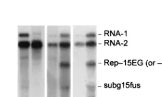 Fig. 5, the relative amount of CP detected (Fig. 5, column 1)was in good correlation with the relative amount of progenyRNA-2 for the different mutants as evaluated by Northern blotanalysis (Fig