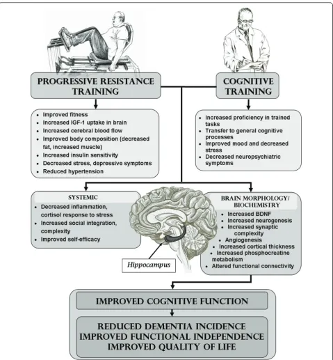 Figure 1 Theoretical model of mechanisms linkage between progressive resistance training, cognitive training, and cognitive andfunctional outcomes