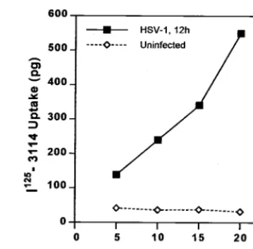 FIG. 9. InternalizationofHEC-1A cells that had been infected with wild-type HSV-1 for 12 h orleft uninfected were incubated withspeciﬁc for gE, for 5, 10, 15, or 20 min at 37°C