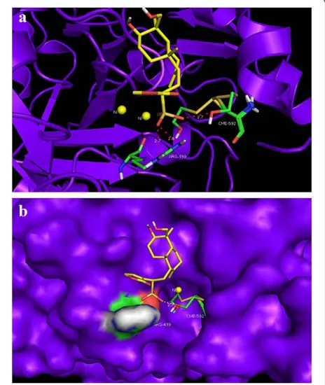 Fig. 9 a Molecular docking simulations obtained at the lowestenergy conformation, highlighting potential hydrogen contacts ofASB