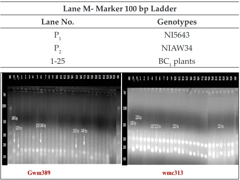 Table 8: Details of products size (bp) using SSR markers observed in BC1 plants during foreground selection