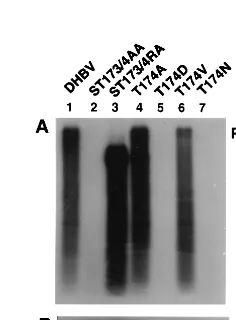 FIG. 2. Viral DNA replication in transfected LMH cells. The ﬁgure shows Southern blots of viral core DNA (panels A I, B, and C) and cccDNA(panel AII) extracted from LMH cells (7) transfected with equal amounts of the indicated plasmids