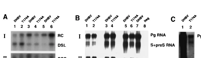FIG. 4. Infection of PDHs. (A) Southern blot of DNA extractedfrom enveloped virions present in samples of transfected LMH cells