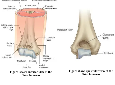 Figure shows aposterior view of the                 distal humerus 