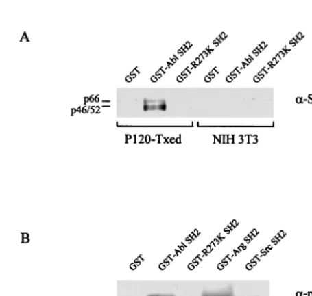 TABLE 1. Mutations affecting the FLVRES motif in the SH2domain reduce NIH 3T3 cell transformation at 39.5°Ca
