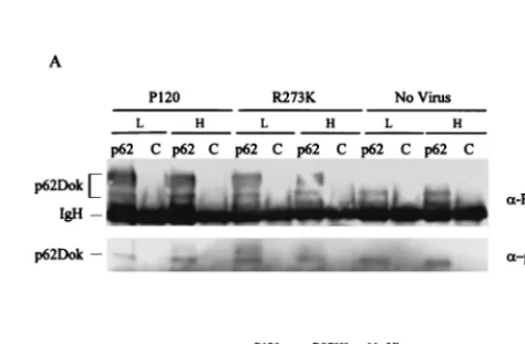 FIG. 3. Tyrosine phosphorylation of Shc and Shc-Grb2 complexesare reduced in cells expressing P120/R273K at 39.5°C