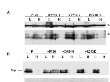 TABLE 3. Expression of P120/R273K does not stimulateG1 transita