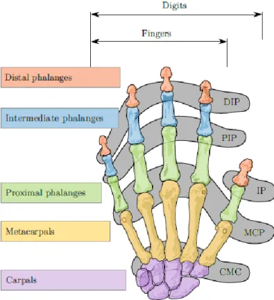 Figure 2.8: Bones of the human hand act as the basis for most prosthetic kinematic  set ups