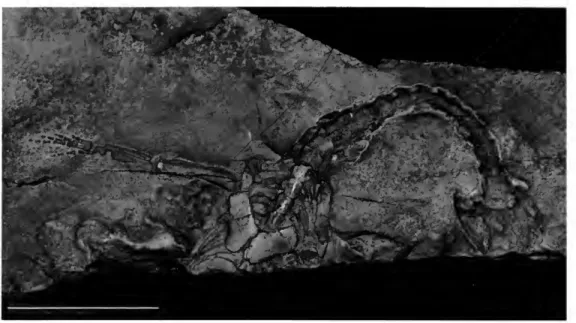 Fig. 1 1. Holotype of Dactylosaurus gracilis Giirich (mgu Wr 3871s). Scale bar = 20 mm.