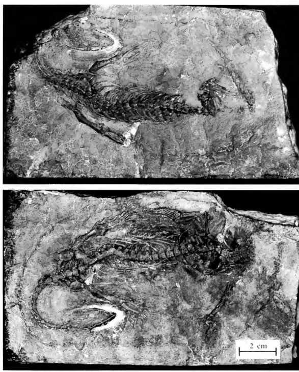 Fig. 1 2. Holotype of Dactylosaurus schroederi Nopcsa (bor, uncatalogued).