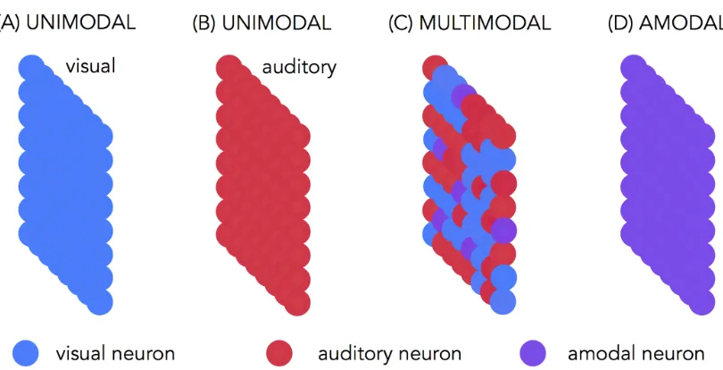 Figure 1.3: Models of several neuronal populations characterizing different brain areas