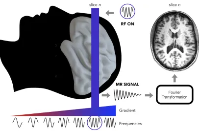 Figure 1.6: Representation of an MRI slice acquisition procedure. A gradient coil (represented by the red-to-blue triangle under the 
