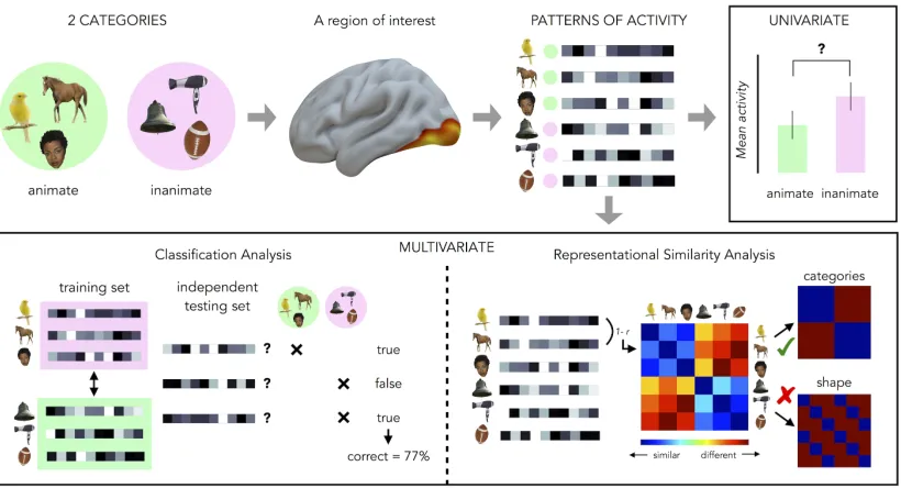 Figure 1.9: Representation of univariate and multivariate fMRI data analyses. In this example stimuli from two different categories 