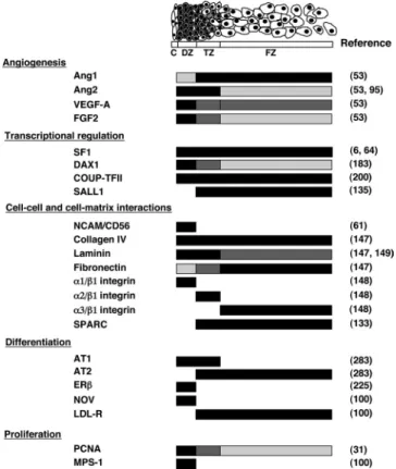 FIG. 4. Zonal expression of putative factors implicated in HFA development and/or function
