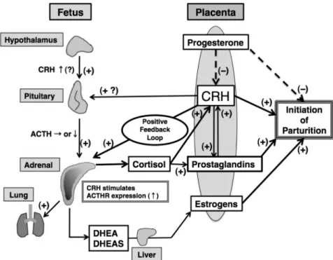 FIG. 5. Schematic representation of hypothetical model describing endocrine cascades in human feto-placental unit