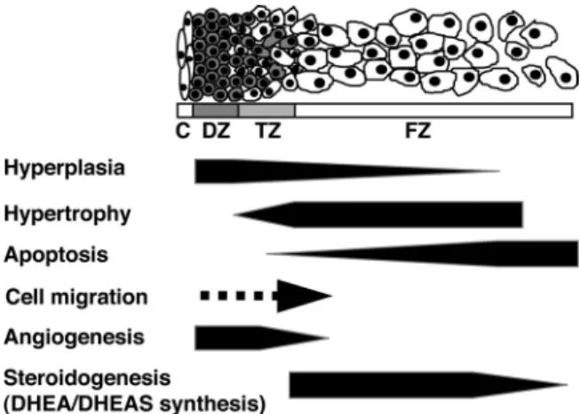 FIG. 1. Hypothetical model of development of the midgestation HFA gland. The schema shows the HFA cortex structure, which consists of the DZ, TZ, and FZ
