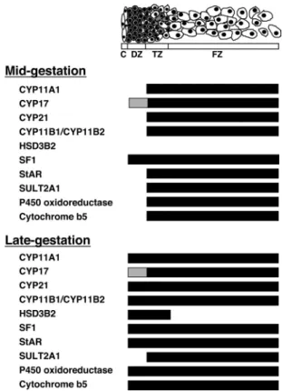 FIG. 3. Zonal expression of steroidogenic components in the HFA cortex during mid- and late gestation