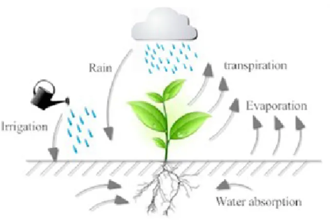 Figure 1: Water cycle processes as considered in the water budget module of SUNLAB
