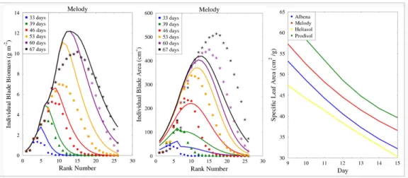 Figure 7: Comparison of simulation and field data for individual blade area and biomass of genotype “Melody”; the right graph is the simulation of specific leaf area for the four genotypes