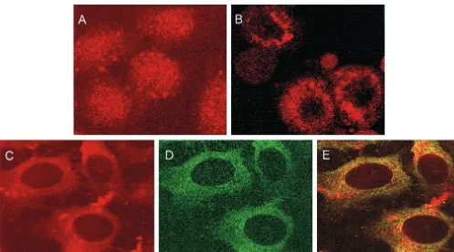 FIG. 5. Colocalization of NS5A and endogenous p53 in HepG2 cells. Immunoﬂuorescent staining using a monoclonal antibody to p53 exhibitsnuclear localization of p53 in mock-transfected cells (A) or perinuclear localization of p53 in CMV-NS5A-transfected cell