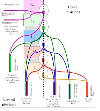 Figure 2: Lumbar plexus 