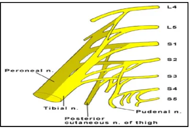 Figure 4 :Sacral plexus 