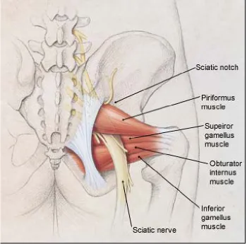 Figure 6: Sciatic nerve distribution in hip 