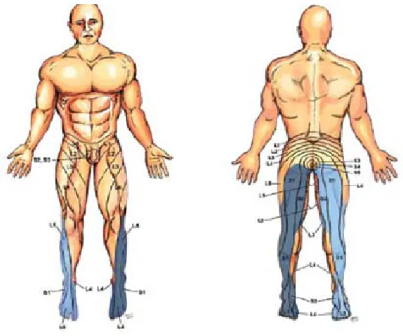 Figure 7: Dermatomal distribution of sciatic nerve 